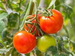 Leaf scan prevented blight spread